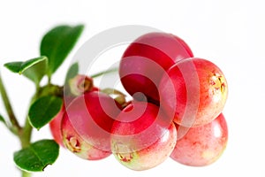 Lingonberry photo