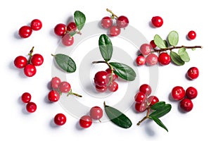 Lingonberry vaccinium vitis-idaea, top view, paths