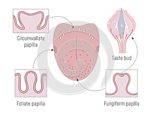 Lingual Gustatory Papillae and Taste Buds Anatomy