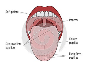 Lingual Gustatory Papillae and Taste Buds Human Mouth photo