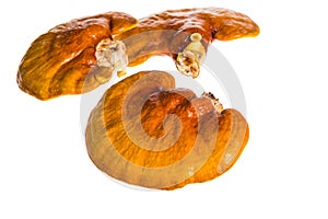 Lingzhi, Ganoderma lucidum isolated on white. Chinese traditiona