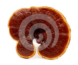 Lingzhi, Ganoderma lucidum isolated on white. Chinese traditional medicine.