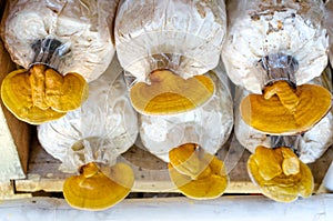 Lingzhi,Ganoderma lucidum mushroom