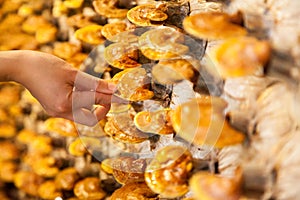 Lingzhi mushroom farm