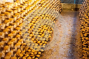 Lingzhi mushroom farm