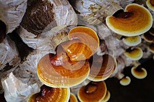 Lingzhi mushroom farm