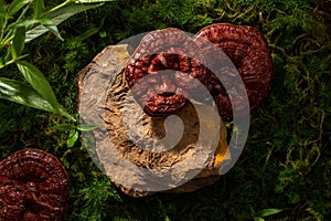 Lingzhi mushroom (Ganoderma Lucidum) helps boost the antioxidant status