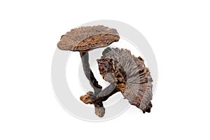 Lingzhi Mushroom Ganoderma Lucidum, photo