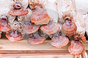 Lingzhi mushroom, Ganoderma lucidum in nursery bag