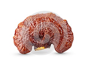 Lingzhi Mushroom Ganoderma Lucidum on white background