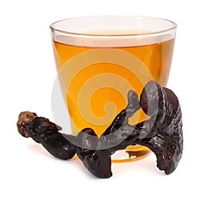 Lingzhi Mushroom Ganoderma Lucidum isolated on white background. photo
