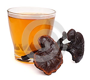 Lingzhi Mushroom Ganoderma Lucidum isolated on white background. photo