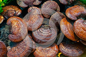 Lingzhi mushroom or Reishi mushroom