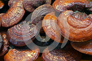 Lingzhi mushroom or Reishi mushroom