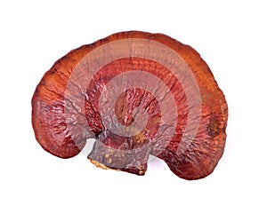 Lingzhi Mushroom on white background. Top view