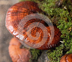 Lingzhi mushrooms
