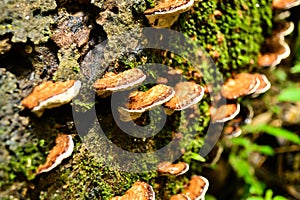 Lingzhi mushrooms grawth on wood