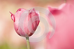 Linht-pink tulip flower under the sunlight with boke background