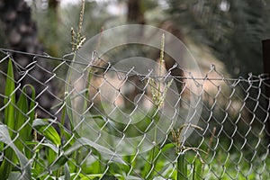 Link chain fence protect the green nature from tampering