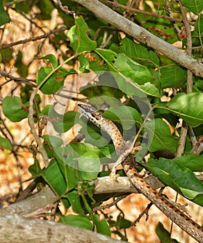Link-marked Sandsnake