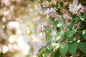 Linnaea amabilis rose flowers in sunny garden, closeup. Kolkwitzia amabilis pink blossoming beauty bush, close up.