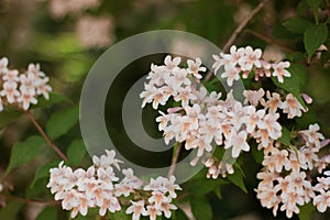 Linnaea amabilis rose flowers in sunny garden, closeup. Kolkwitzia amabilis pink blossoming beauty bush, close up.