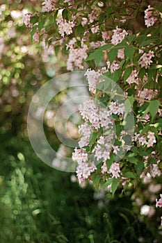 Linnaea amabilis rose flowers in sunny garden, closeup. Kolkwitzia amabilis pink blossoming beauty bush, close up.