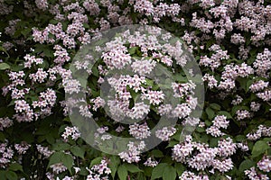 Linnaea amabilis shrub in bloom