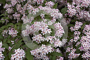 Linnaea amabilis shrub in bloom