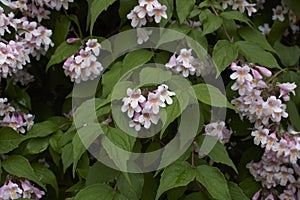 Linnaea amabilis shrub in bloom