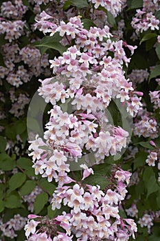 Linnaea amabilis shrub in bloom