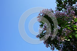 Linnaea amabilis is a species of flowering plant in the family Caprifoliaceae. Berlin, Germany