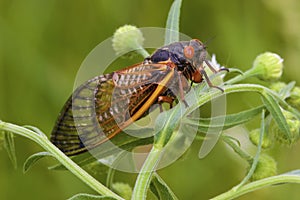 Linnaeus` 17-year Cicada  706071