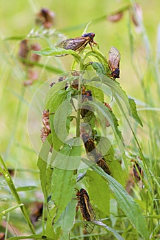 Linnaeus` 17-year Cicadas  706115