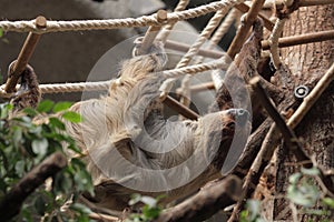Linnaeus's two-toed sloth photo