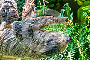 Linnaeus\'s Two-toed Sloth