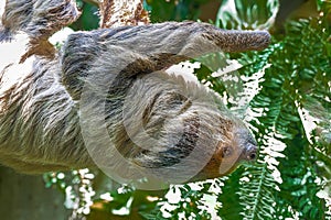 Linnaeus\'s Two-toed Sloth