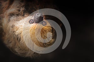Linnaeus\'s Two-toed Sloth