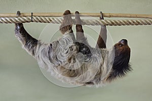 Linnaeus`s two-toed sloth Choloepus didactylus