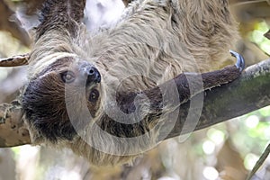 Linnaeus\'s two-toed sloth (Choloepus didactylus)