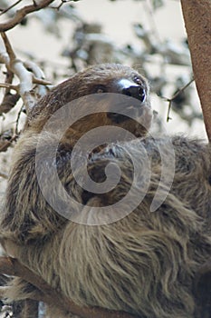 Linnaeus's Two-toed Sloth - Choloepus didactylus