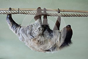 Linnaeus's two-toed sloth (Choloepus didactylus).