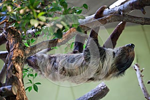 Linnaeus's two-toed sloth (Choloepus didactylus).