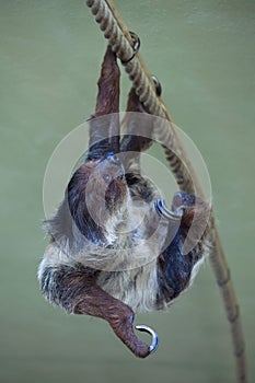 Linnaeus's two-toed sloth (Choloepus didactylus).