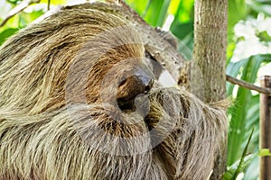 Linnaeus's two-toed sloth (Choloepus didactylus) photo