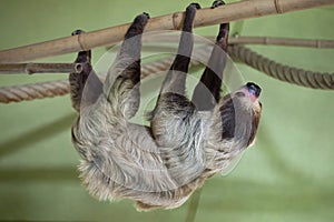 Linnaeus's two-toed sloth (Choloepus didactylus). photo