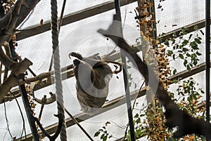 A Linnaeus`s two-toed sloth Choloepus didactylus behind the lattice hanging at the constructions of an exhibit