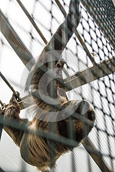 A Linnaeus`s two-toed sloth Choloepus didactylus behind the lattice hanging at the constructions of an exhibit of America Tropic