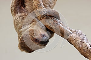 Linnaeus's two-toed sloth (Choloepus didactylus)