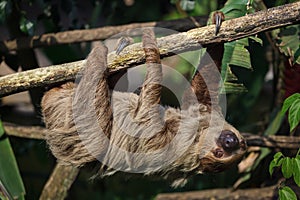 Linnaeus`s two-toed sloth Choloepus didactylus photo